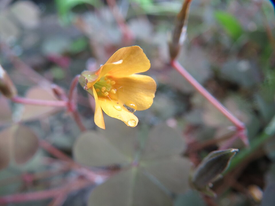 Oxalis corniculata (trailing yellow sorrel) (alternate view 8)