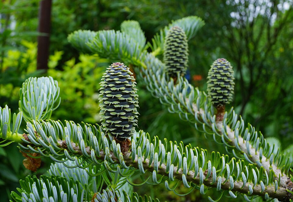 Abies koreana 'Silberlocke' (Silberlocke Korean Fir) (alternate view 3)