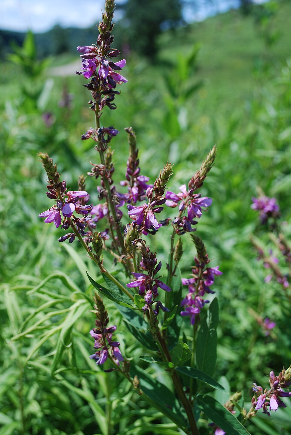 Desmodium canadense (showy tick-trefoil) (alternate view 10)
