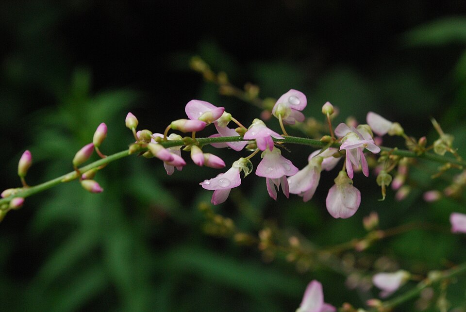 Hylodesmum glutinosum (pointed-leaved tick-trefoil) (alternate view 7)