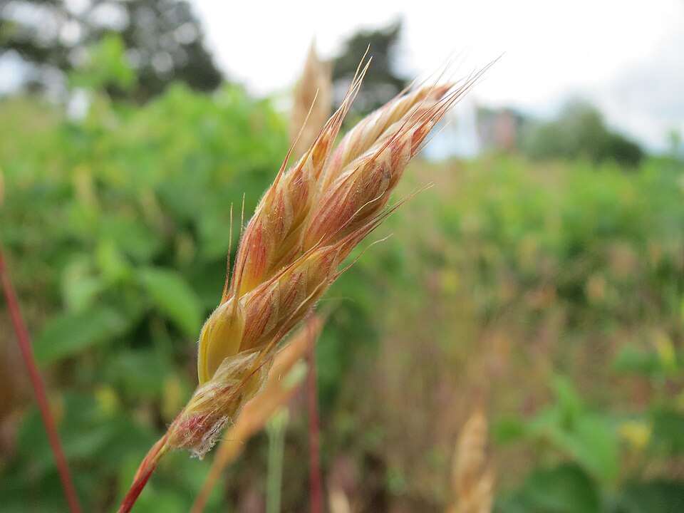 Bromus hordeaceus (common soft brome)