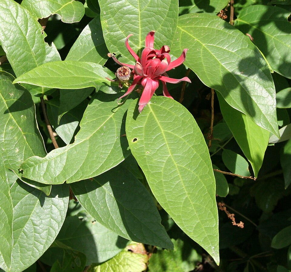 Calycanthus occidentalis (Western Spice Bush) (alternate view 5)