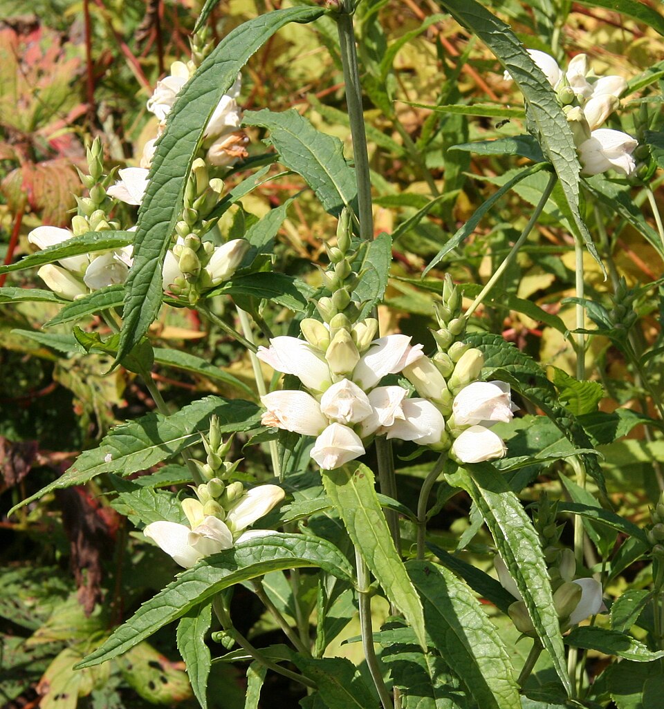 Chelone glabra (White Turtlehead) (alternate view 8)