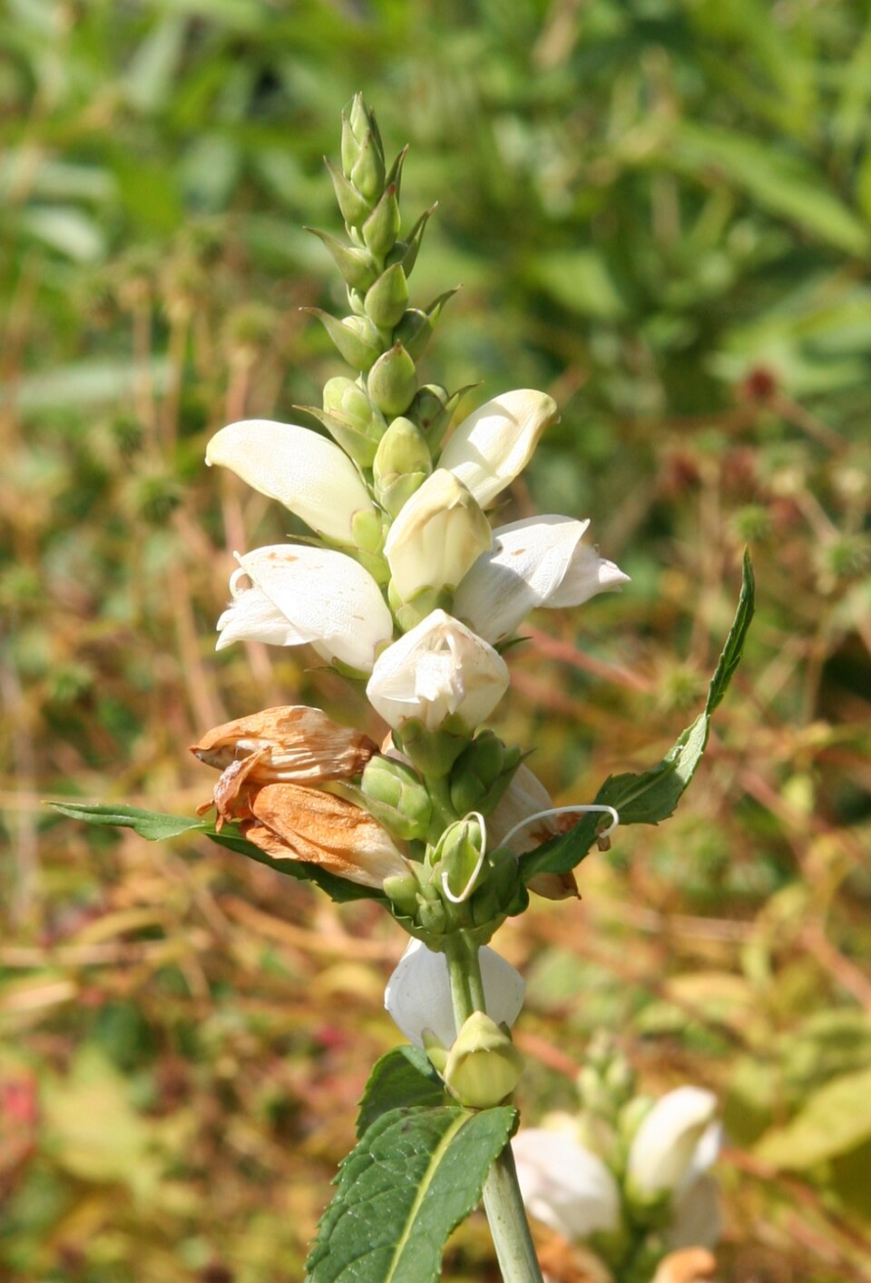 Chelone glabra (White Turtlehead) (alternate view 9)