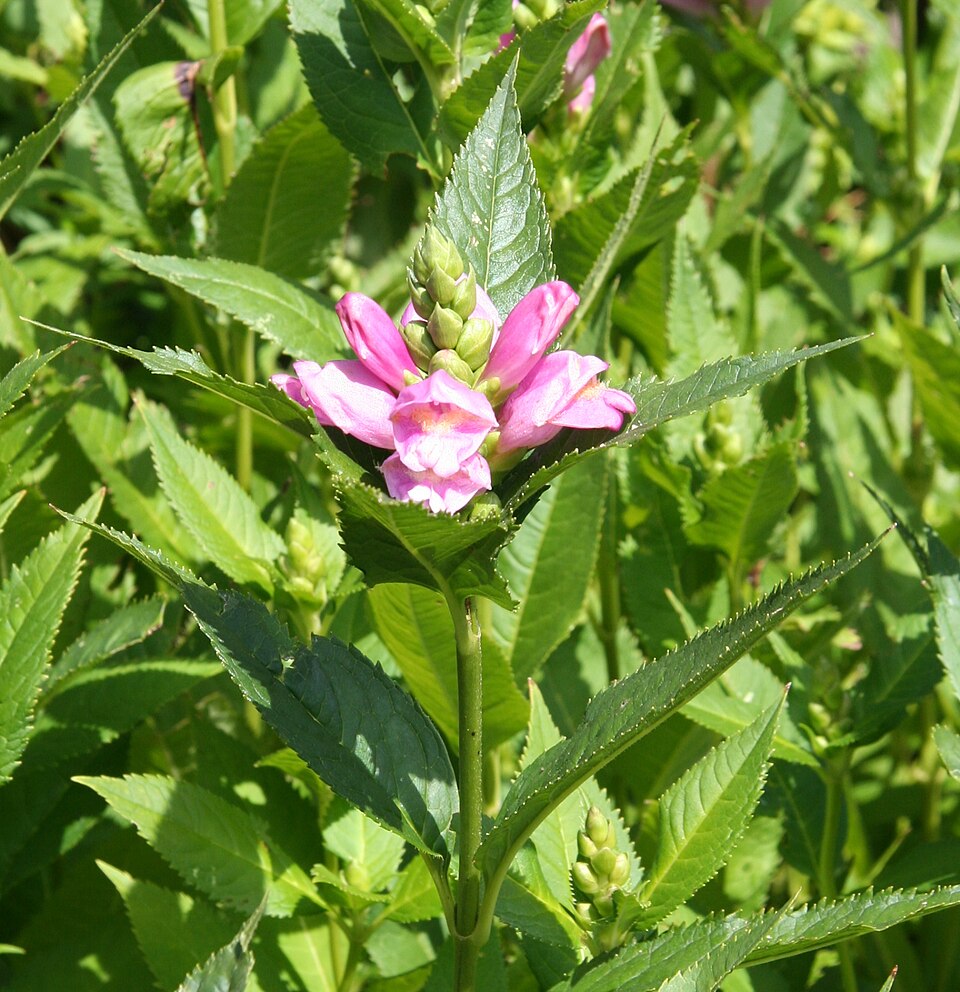 Chelone obliqua (Rose Turtlehead) (alternate view 7)