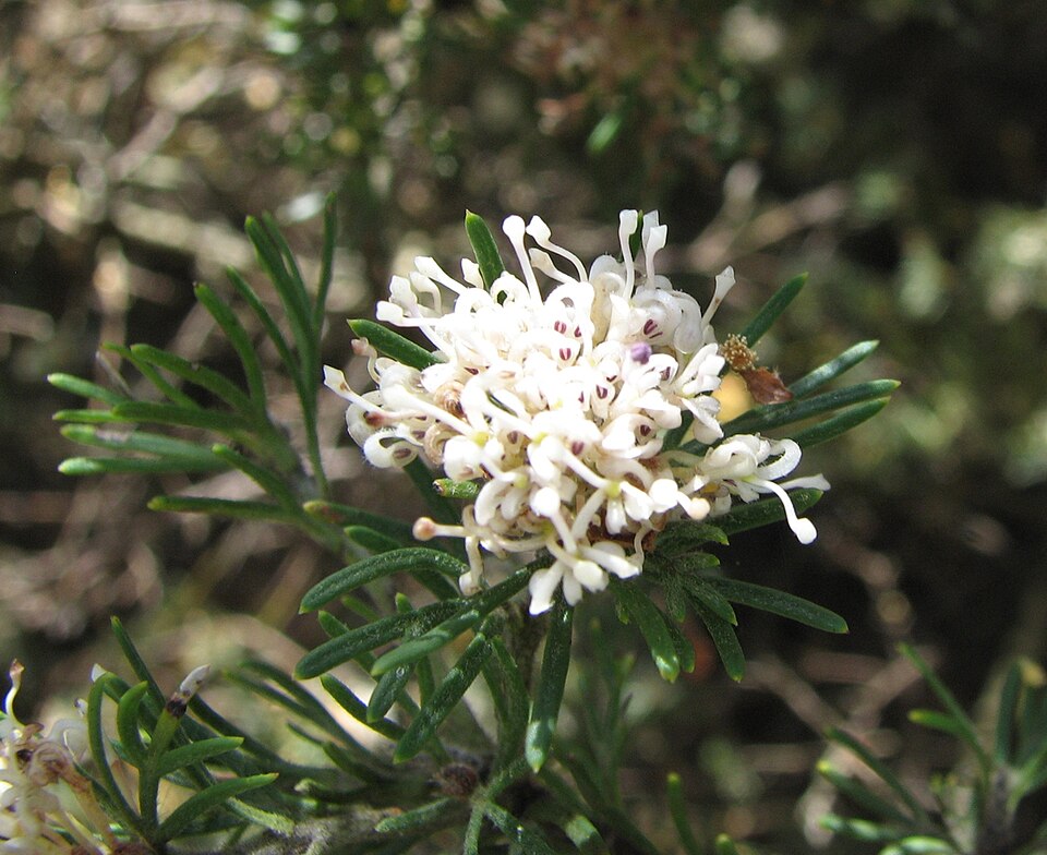 Grevillea crithmifolia (alternate view 4)