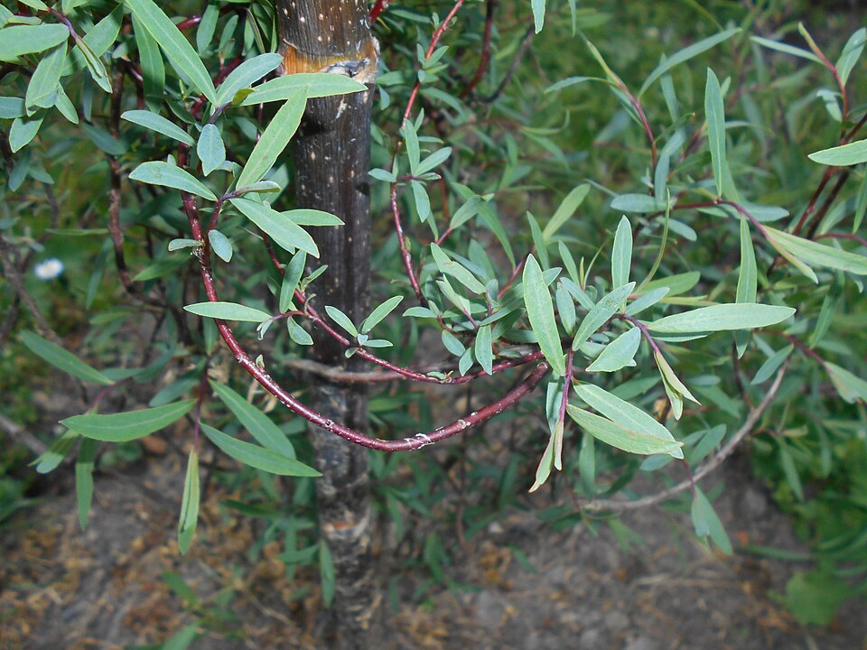 Salix purpurea 'Nana' (dwarf Alaskan purple willow)