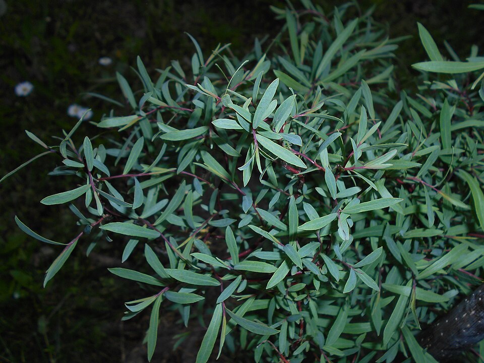 Salix purpurea 'Nana' (dwarf Alaskan purple willow) (alternate view 2)