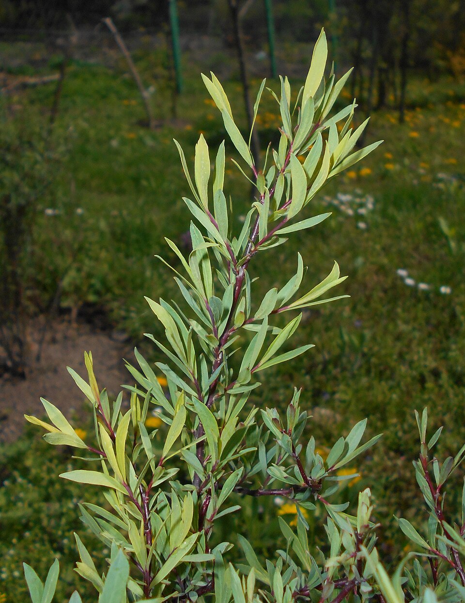 Salix purpurea 'Nana' (dwarf Alaskan purple willow) (alternate view 3)
