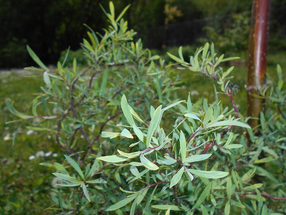 Salix purpurea 'Nana' (dwarf Alaskan purple willow) (alternate view 4)