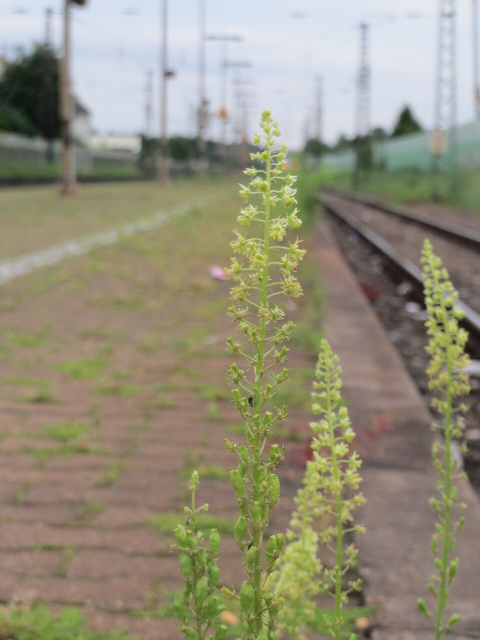 Reseda lutea (Wild Mignonette)