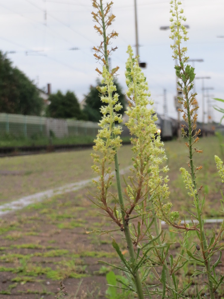 Reseda lutea (Wild Mignonette)