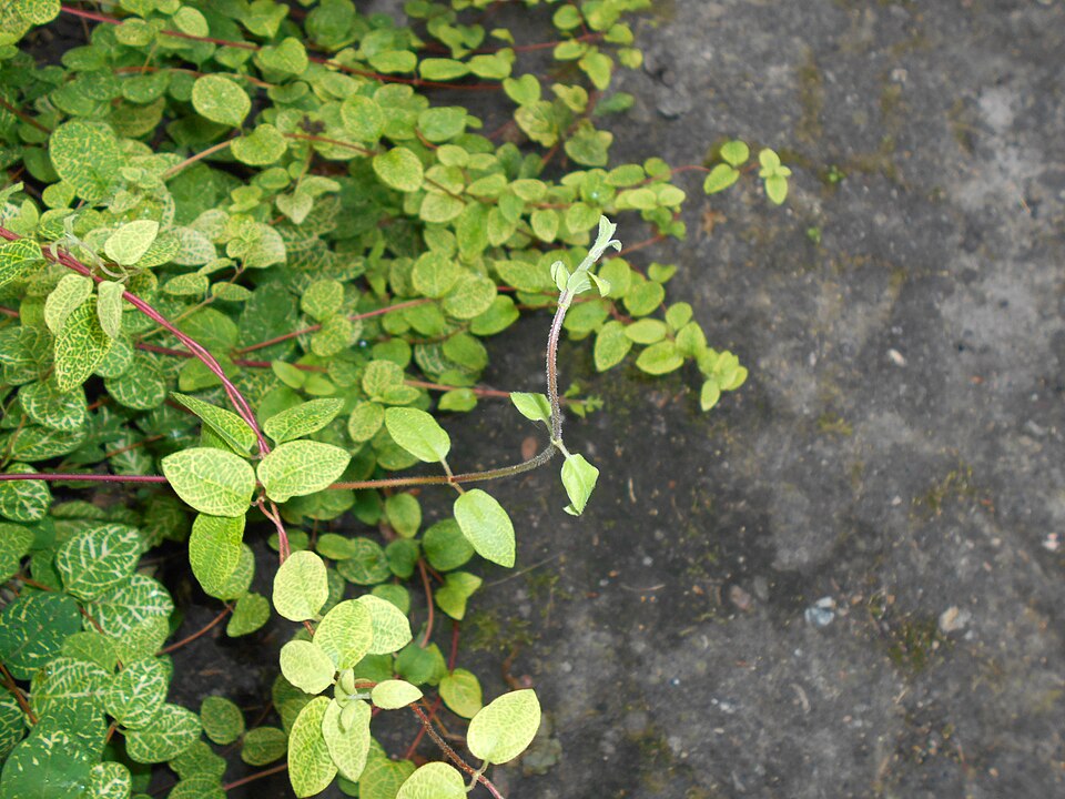 Lonicera japonica 'Aureoreticulata' (Golden Net Honeysuckle) (alternate view 5)