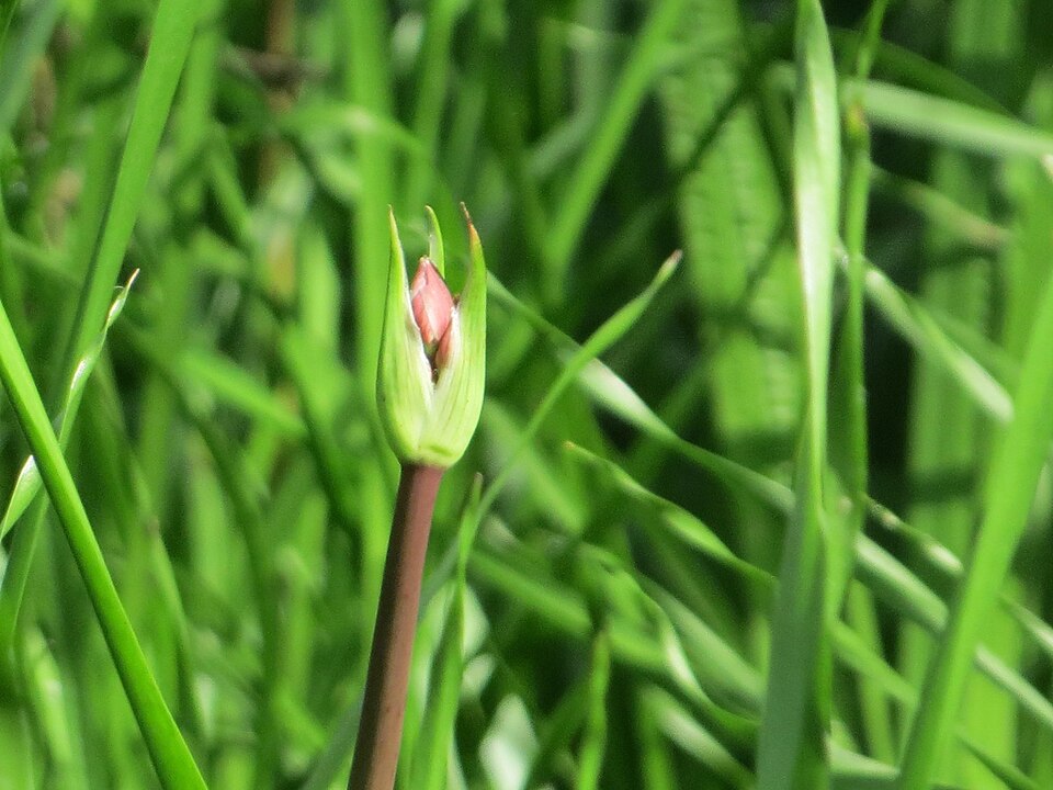 Butomus umbellatus (flowering rush) (alternate view 10)