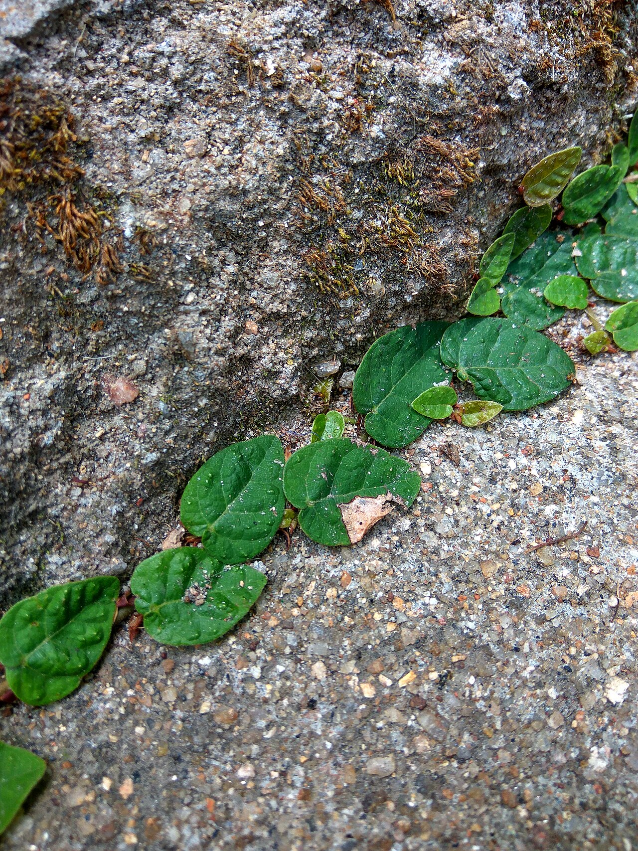 Ficus pumila, Creeping fig — climbing evergreen (Moraceae) (image 10 of 10)