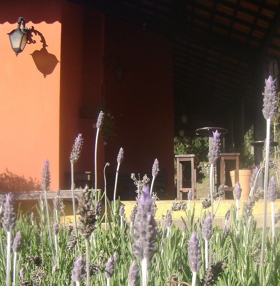 Lavandula (Lavenders) (alternate view 8)