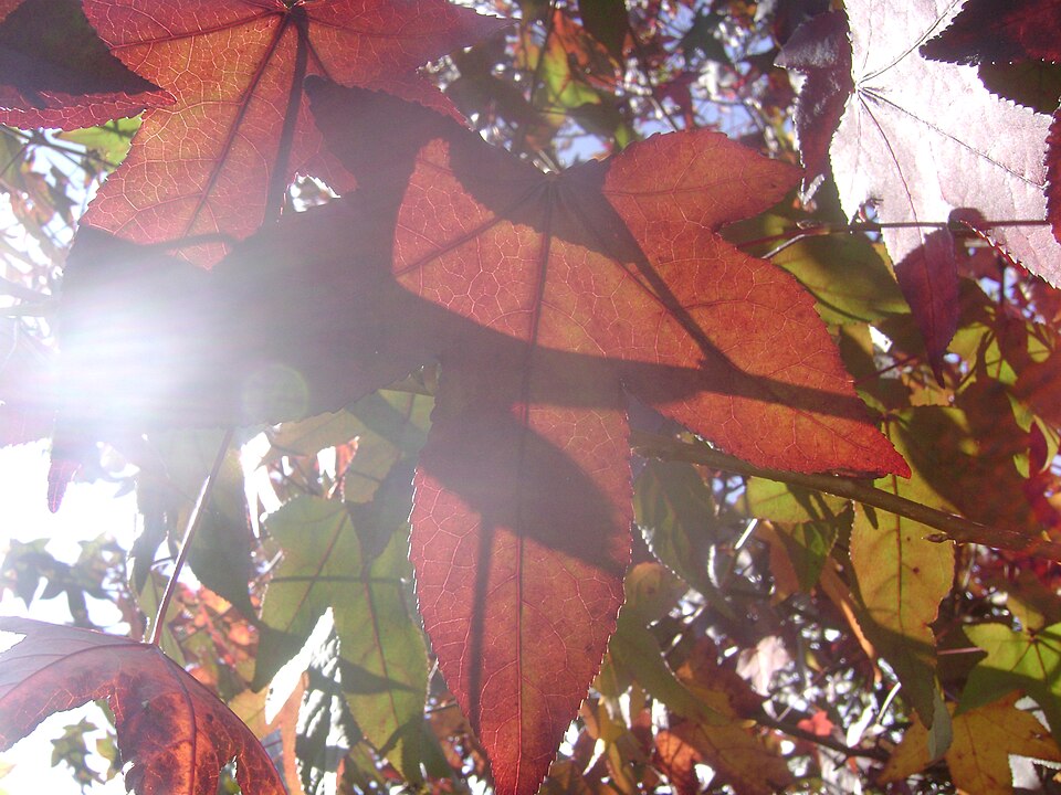 Liquidambar styraciflua (sweetgum)