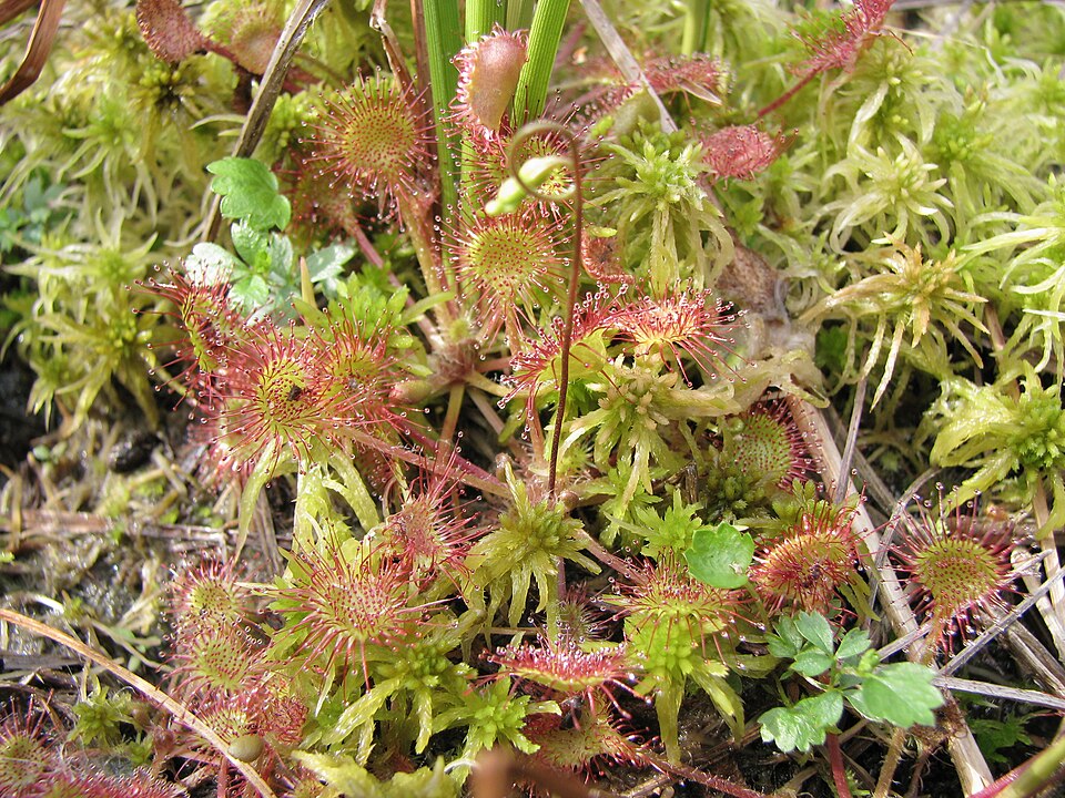 Drosera rotundifolia (round-leaved sundew)