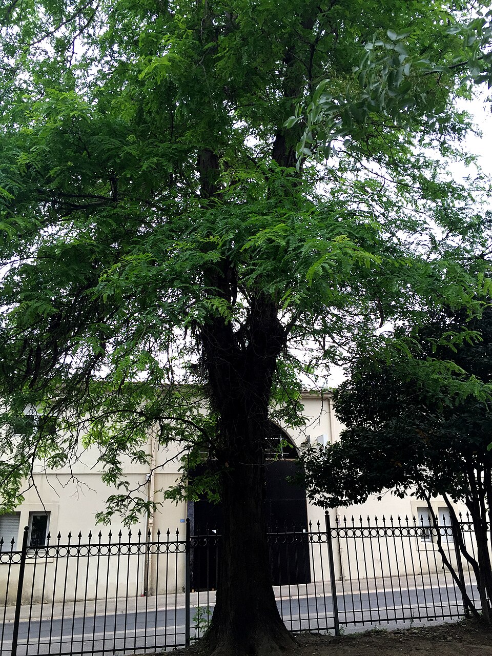 Gleditsia triacanthos (honey locust) (alternate view 7)
