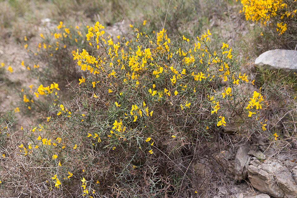 Ulex minor (Dwarf Gorse) (alternate view 9)
