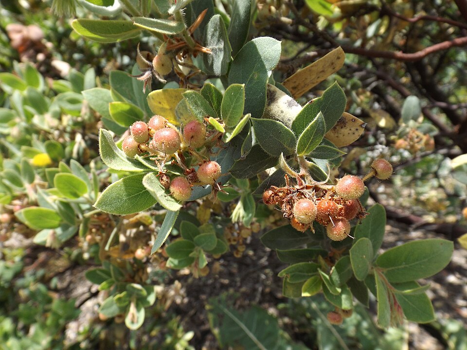 Arctostaphylos hookeri (Mills Manzanita) (alternate view 6)
