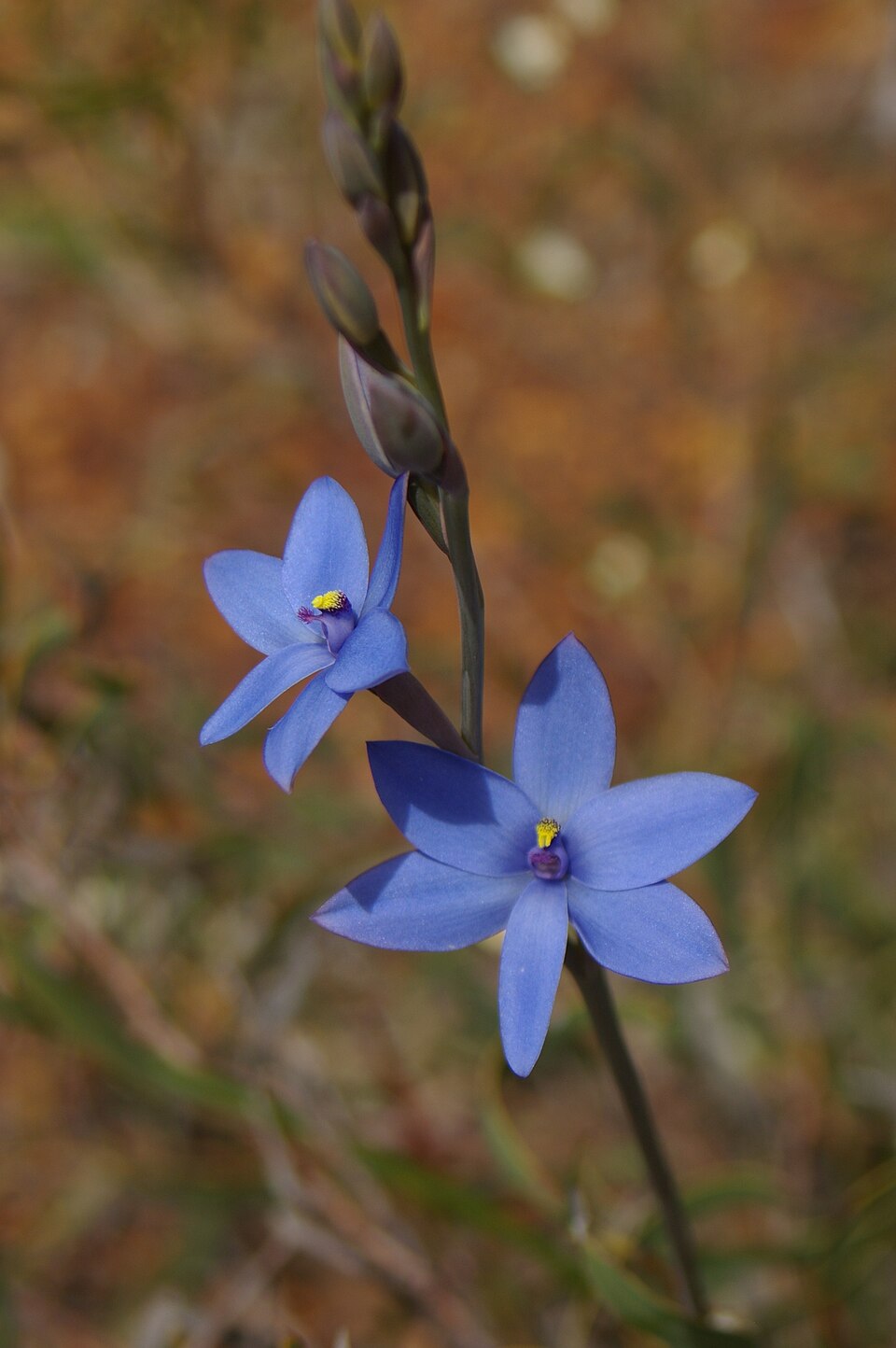 Thelymitra crinita (Blue Lady Orchid) (alternate view 7)