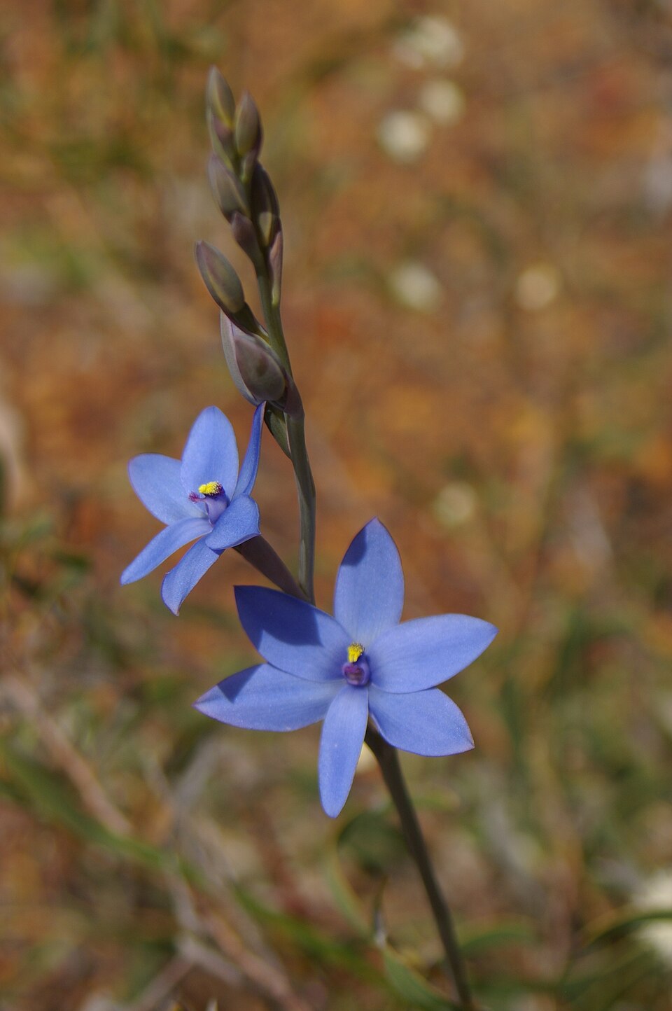 Thelymitra crinita (Blue Lady Orchid) (alternate view 8)