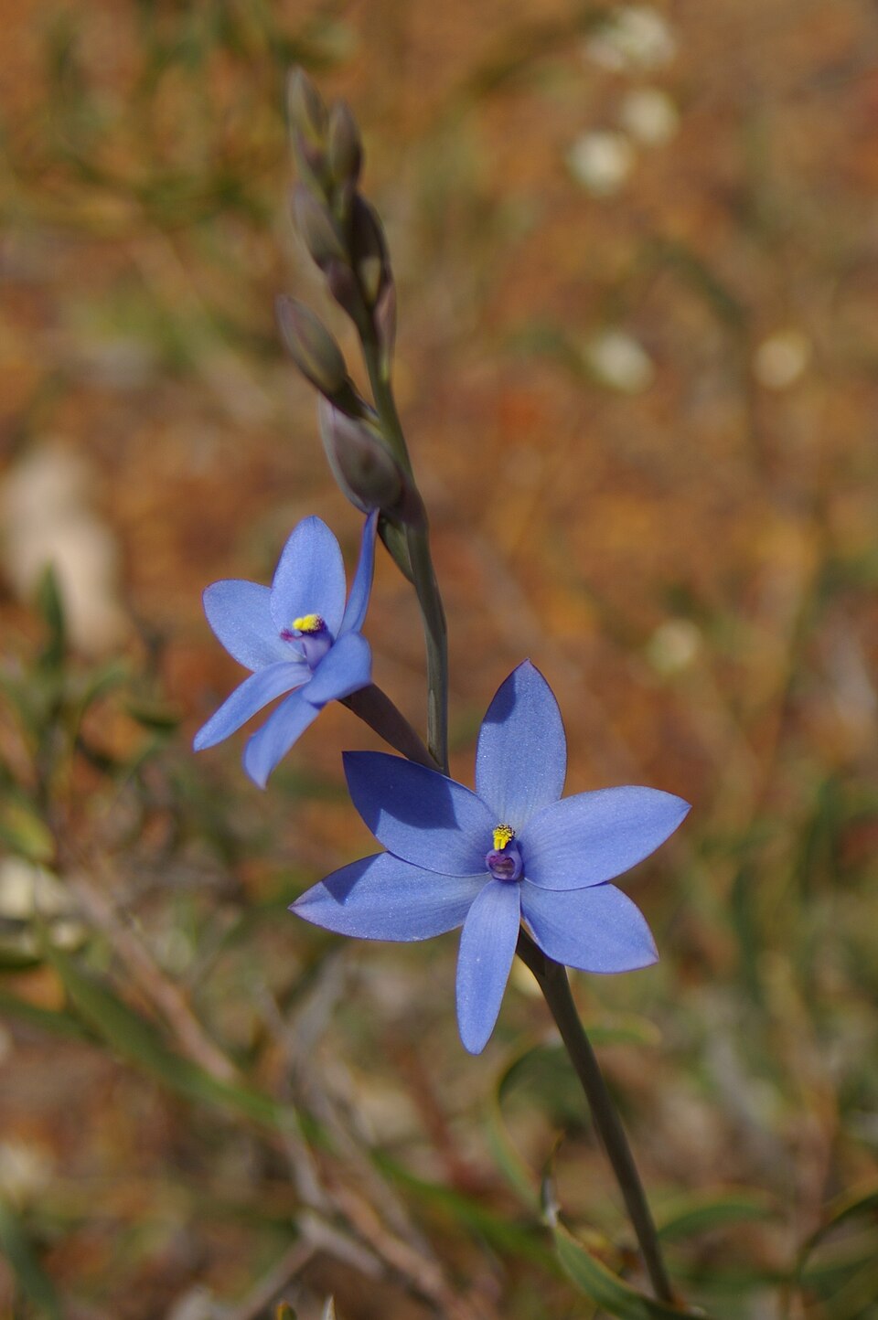 Thelymitra crinita (Blue Lady Orchid) (alternate view 9)