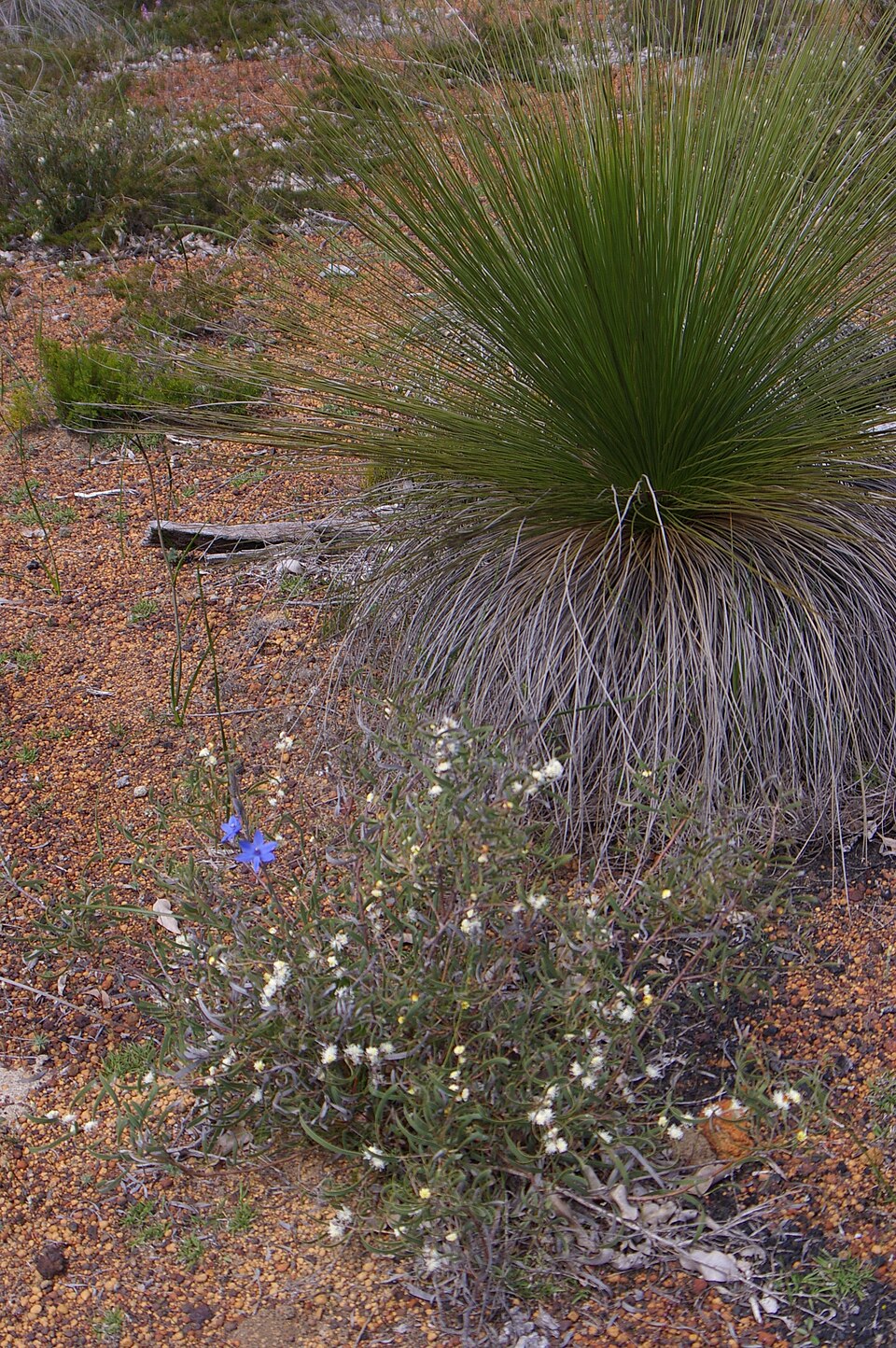Thelymitra crinita (Blue Lady Orchid) (alternate view 10)