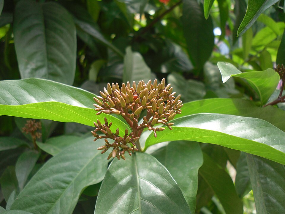 Ixora (ixoras) (alternate view 5)