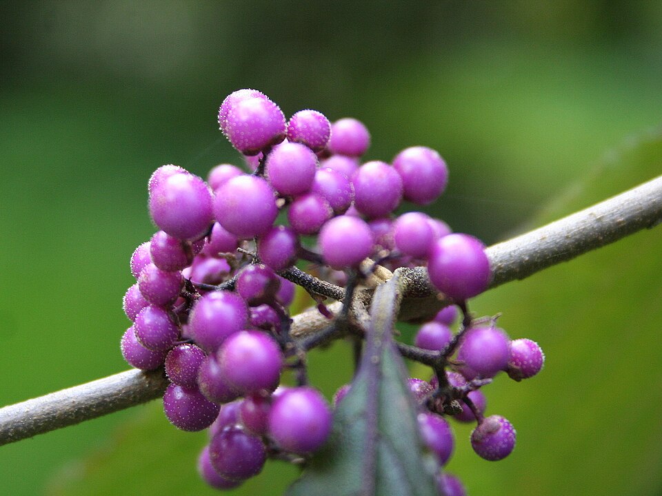 Callicarpa bodinieri var. 'Profusion' (Profusion Beautyberry)