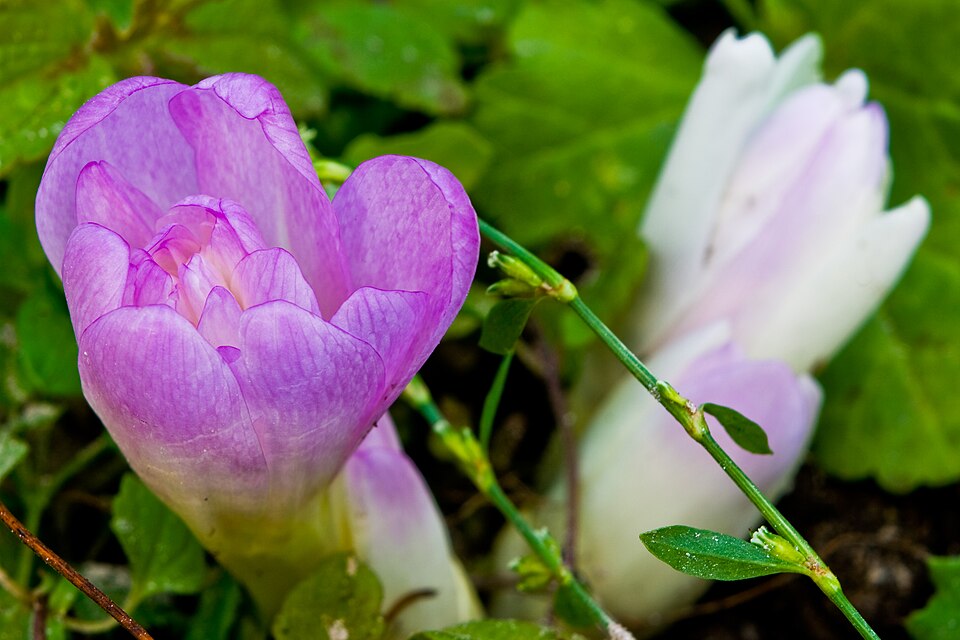 Colchicum 'Waterlily' (Waterlily Autumn Crocus)