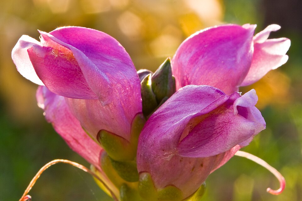 Chelone obliqua (Rose Turtlehead) (alternate view 8)