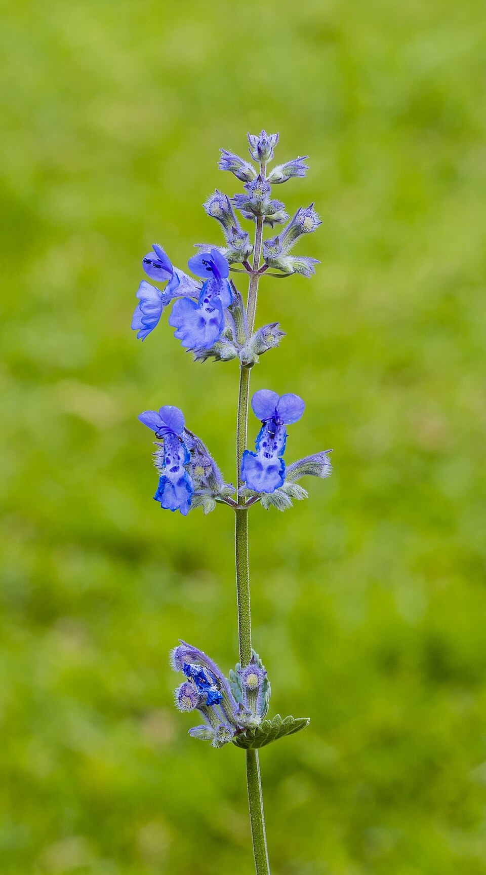 Nepeta racemosa 'Walker's Low' (Walker's Low catmint)