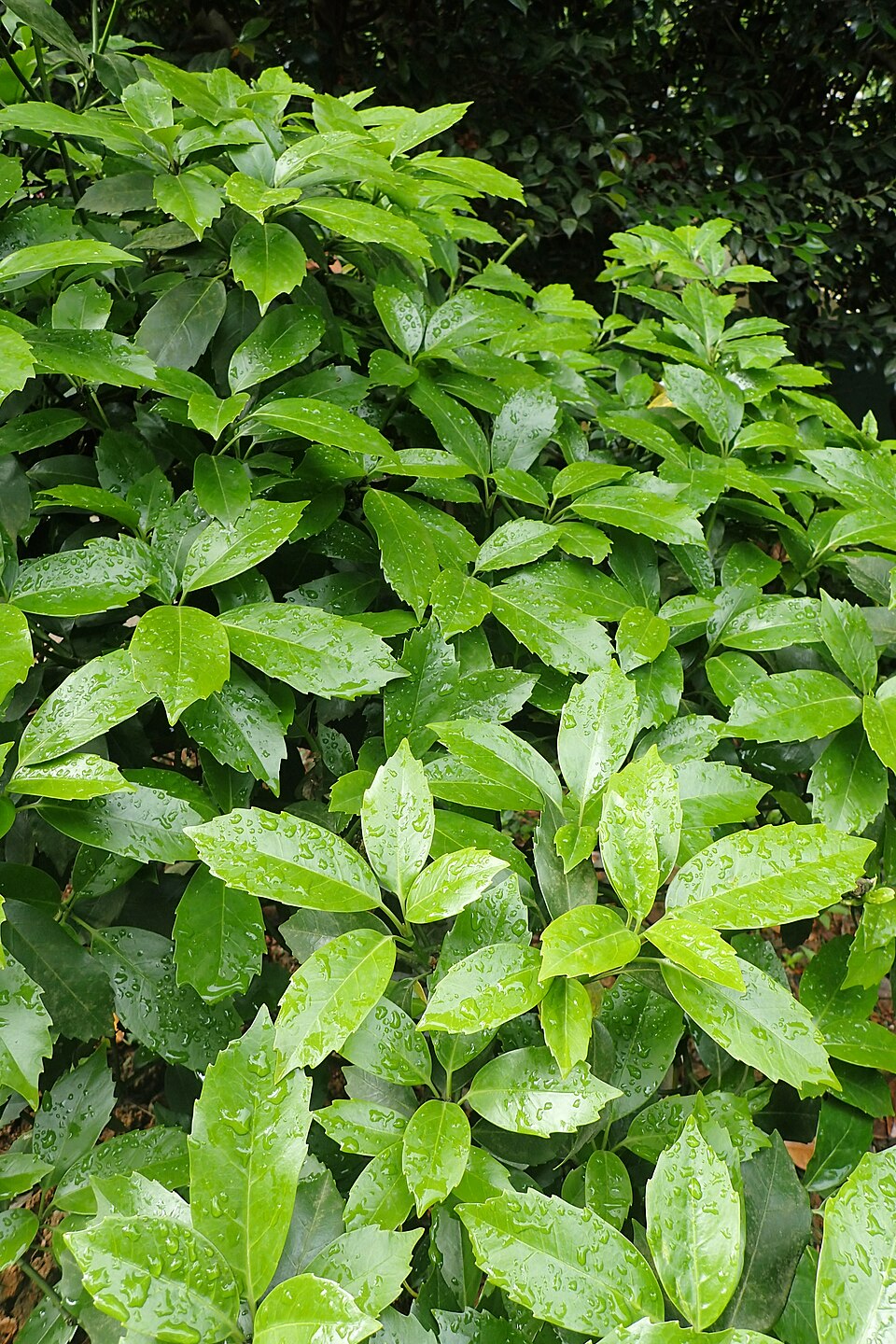 Aucuba japonica (Japanese aucuba) (alternate view 14)