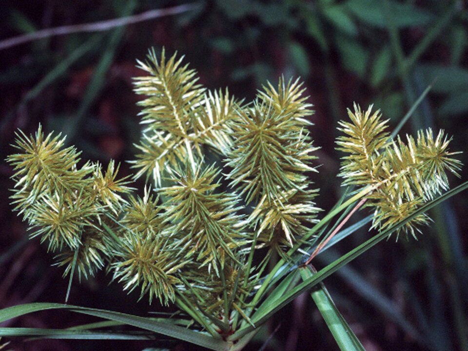 Cyperus strigosus (straw-colored flatsedge) (alternate view 7)
