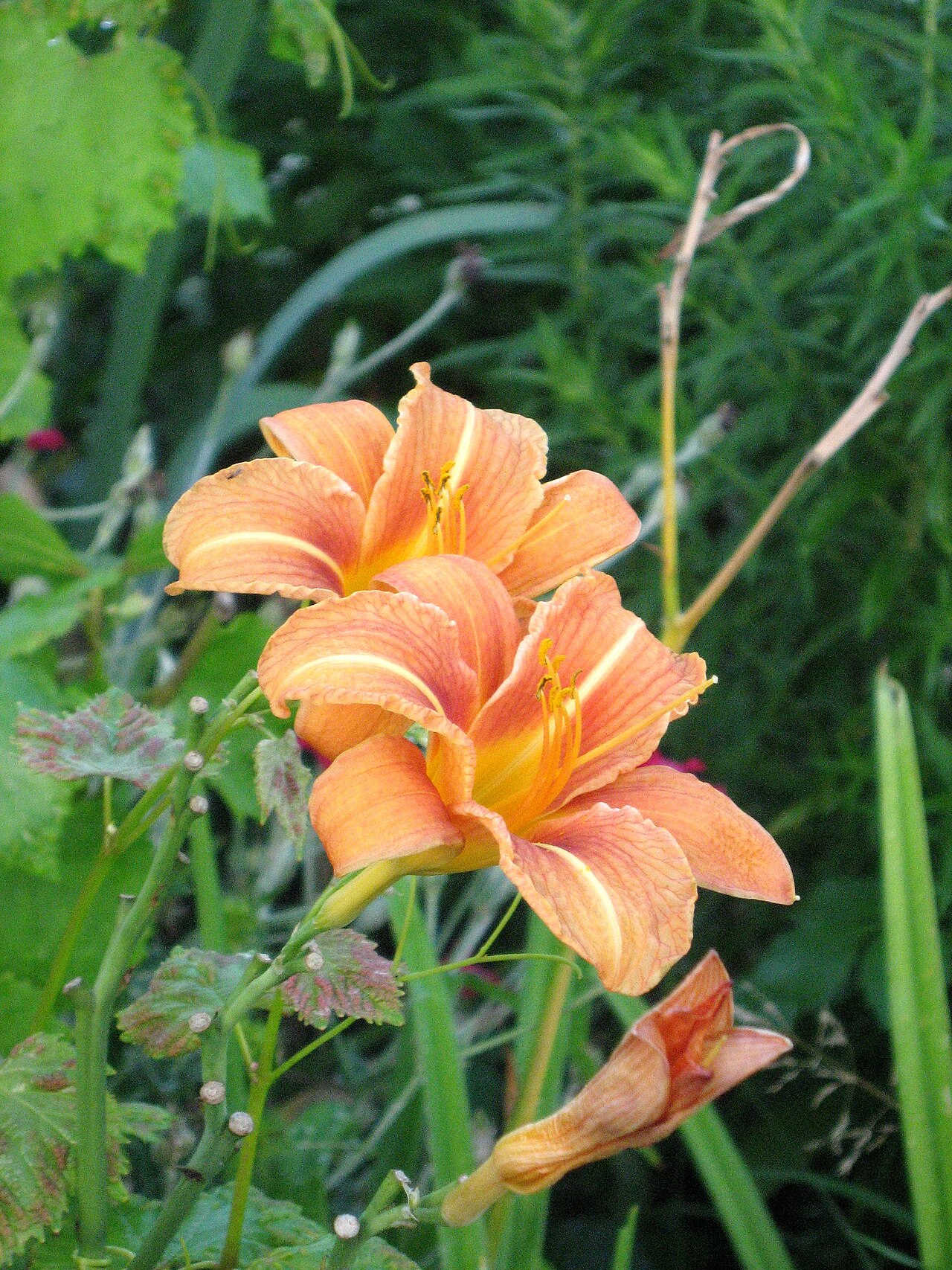 Hemerocallis fulva, Orange daylily — clumping deciduous (Asphodelaceae) (image 2 of 10)