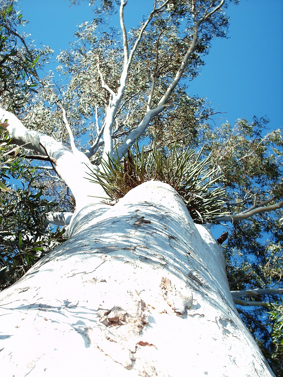 Eucalyptus tereticornis (Forest red gum) (alternate view 9)