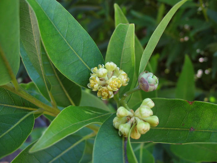 Umbellularia californica (California bay) (alternate view 4)