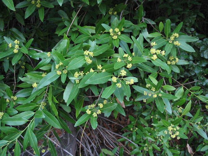 Umbellularia californica (California bay) (alternate view 5)