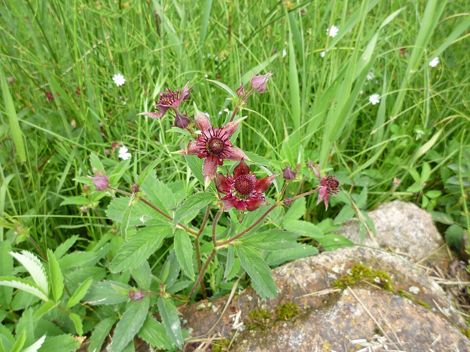Comarum palustre (marsh cinquefoil) (alternate view 10)