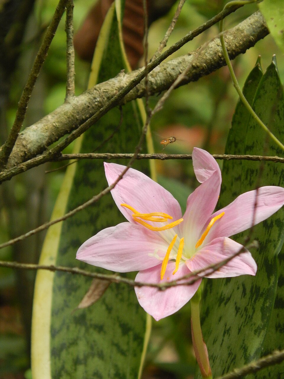 Zephyranthes (Rain lilies) (alternate view 6)