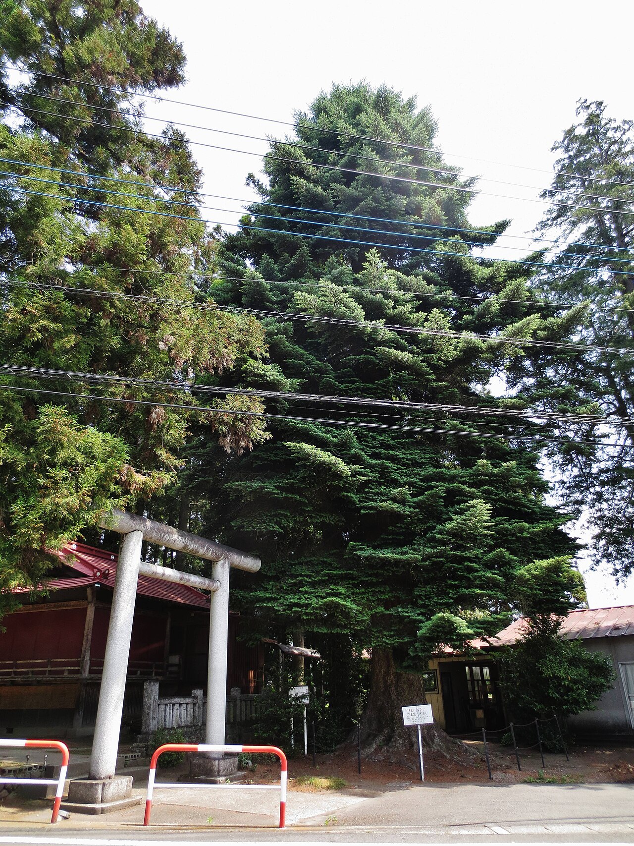 Abies firma, Momi fir — upright evergreen (Pinaceae) (image 9 of 10)