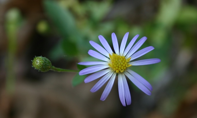 Symphyotrichum patens (late purple aster) (alternate view 7)