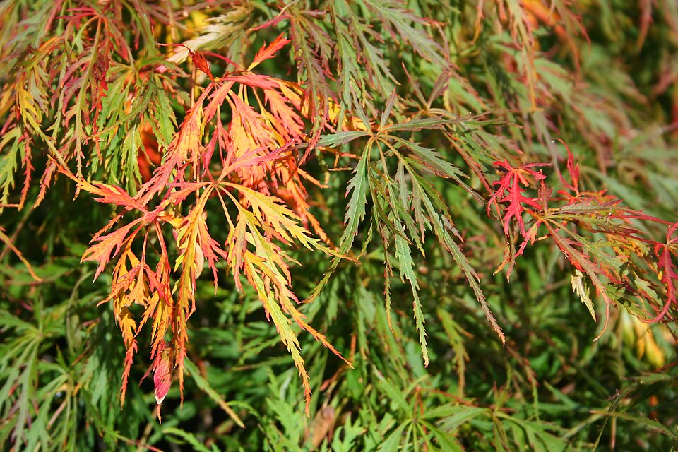 Acer palmatum 'Waterfall' (Waterfall Japanese Maple Tree)