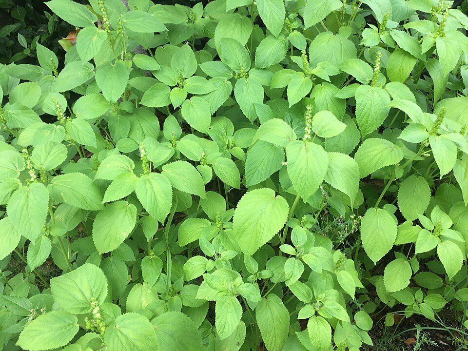 Acalypha persimilis (hornbeam copperleaf) (alternate view 5)