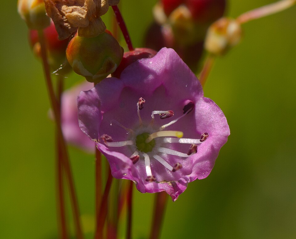 Kalmia polifolia (Bog Laurel) (alternate view 8)