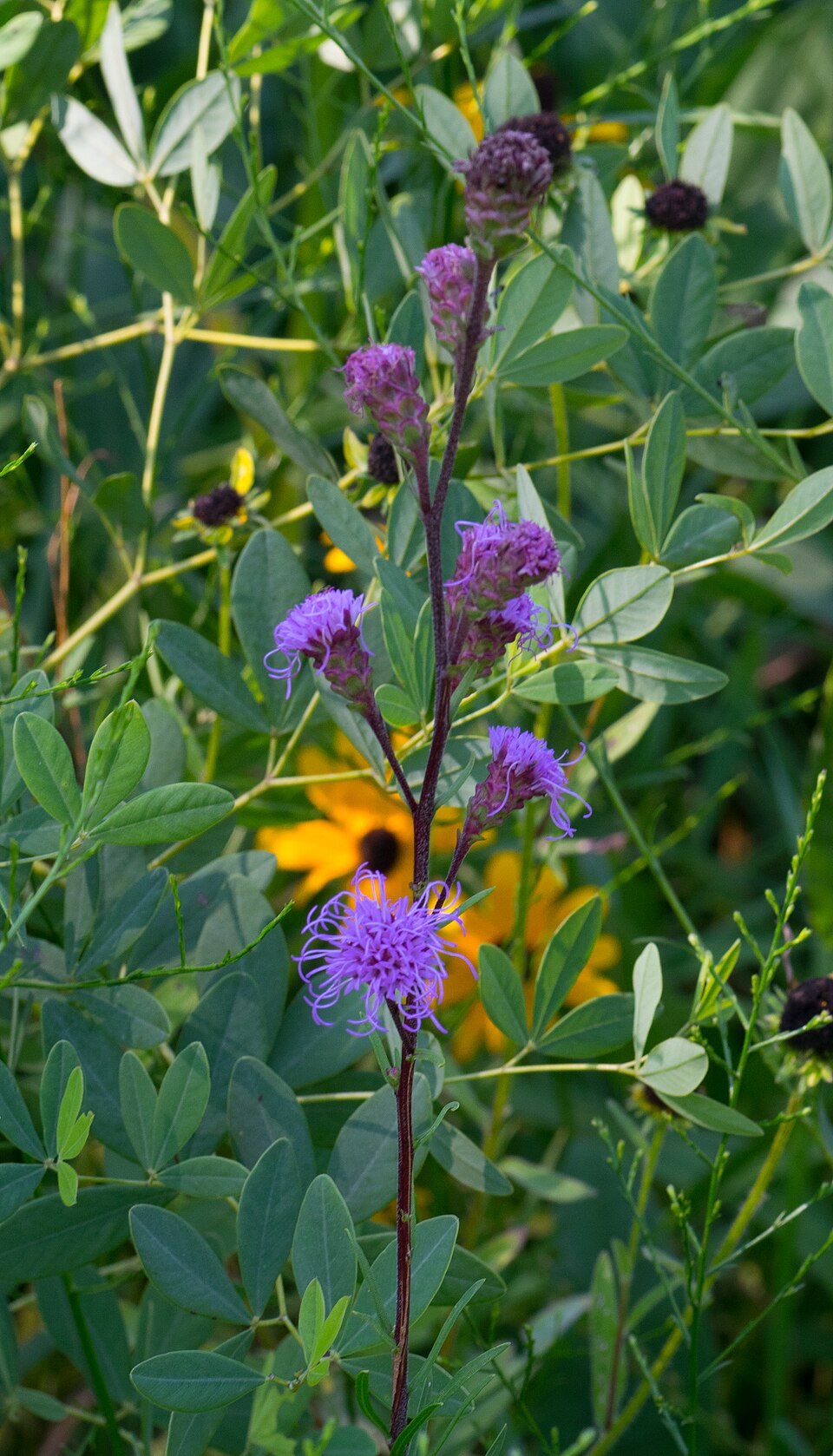 Liatris ligulistylis (Meadow Blazing Star) (alternate view 9)