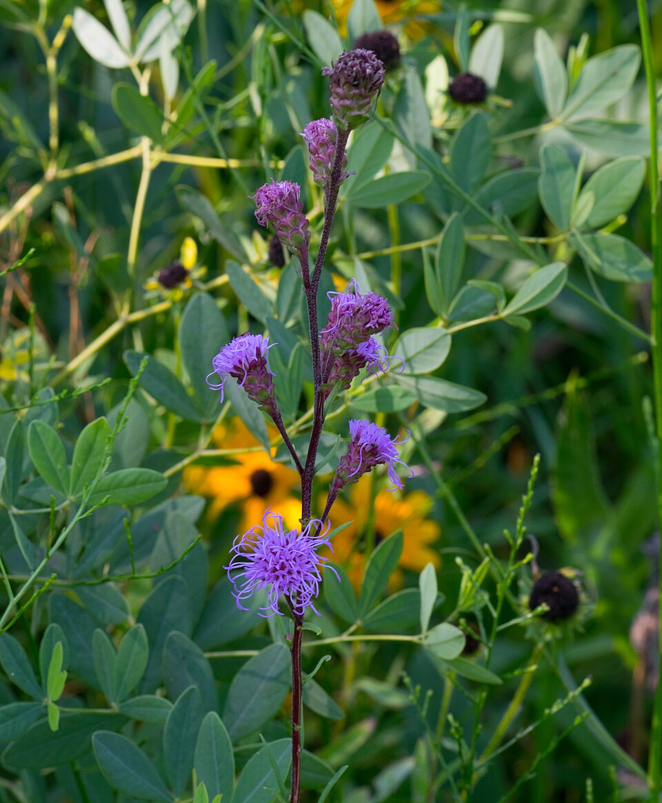 Liatris ligulistylis (Meadow Blazing Star) (alternate view 10)