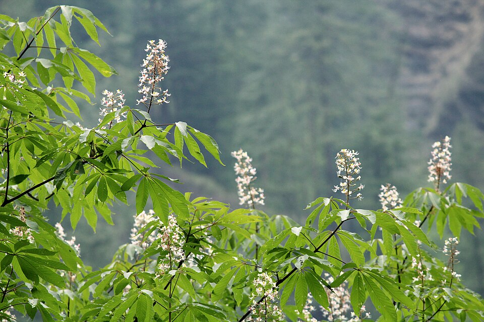 Aesculus indica (Indian Horse Chestnut) (alternate view 6)